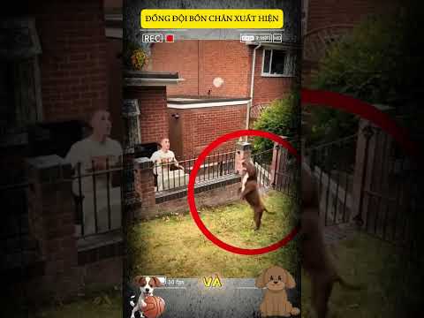 ĐỒNG ĐỘI 4 CHÂN XUẤT HIỆN