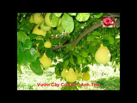 Vườn cây của ba - Anh Thư