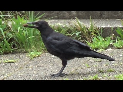 Carrion Crow ( Corvus corone ) May and June 2023