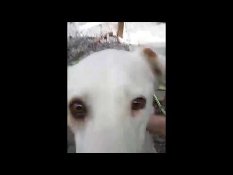 Dani, an adopted Labrador Retriever & Pointer Mix in Hamilton, NJ_image-1