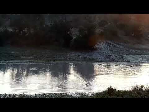 Djuma: African Painted Dog chases Impala ram in water and Monkey alarming - 06:30 - 05/07/2022
