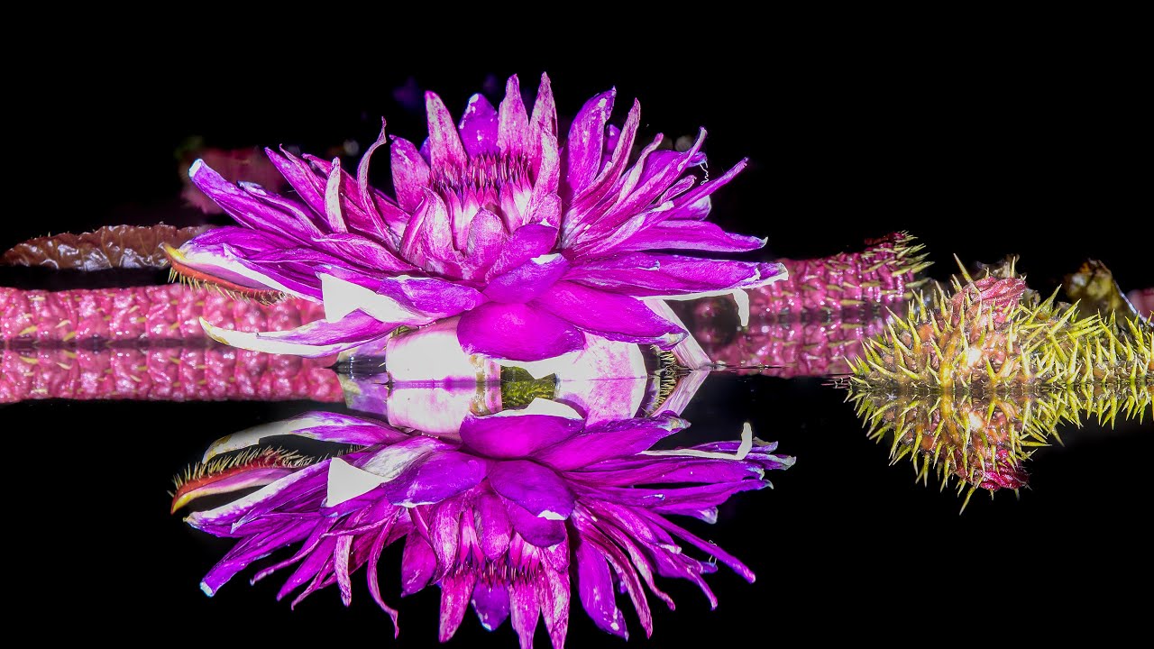 밤에만 피는 연꽃 빅토리이아 연 유튜브 썸네일