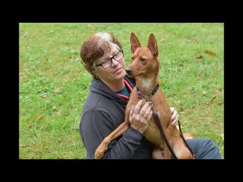 BLAZE, an adopted Portuguese Podengo Mix in Linden, NJ_image-1