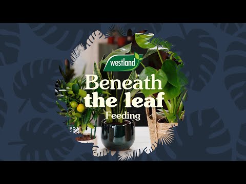 cacti and succulent feed westland Video