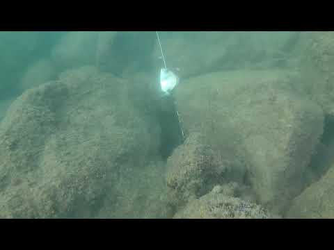 Pesca submarina d'estiu per barcelona