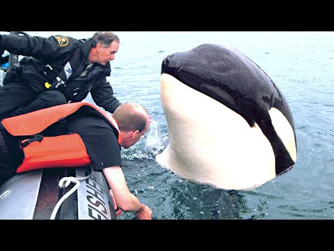 8 Orca Encounters That'll Make You Happy