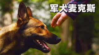 主人在戰場上被害犧牲，軍犬想盡辦法為主人報仇！《軍犬麥克斯》