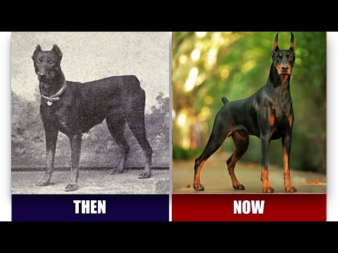 Dog Breeds - Then VS Now - Comparison Video