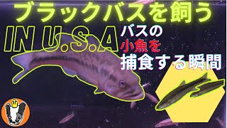 Put Small Fishes into Bass Fish Tank in U.S.A ブラックバスを飼う in U.S.A 小魚を入れてみた