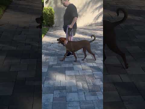 After: Reactive dog leash training results