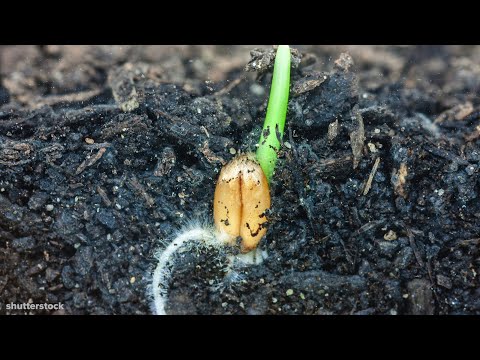 I Could Watch Time Lapses Of Seeds Growing All Day | Goodful