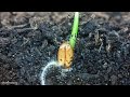 I Could Watch Time Lapses Of Seeds Growing All Day