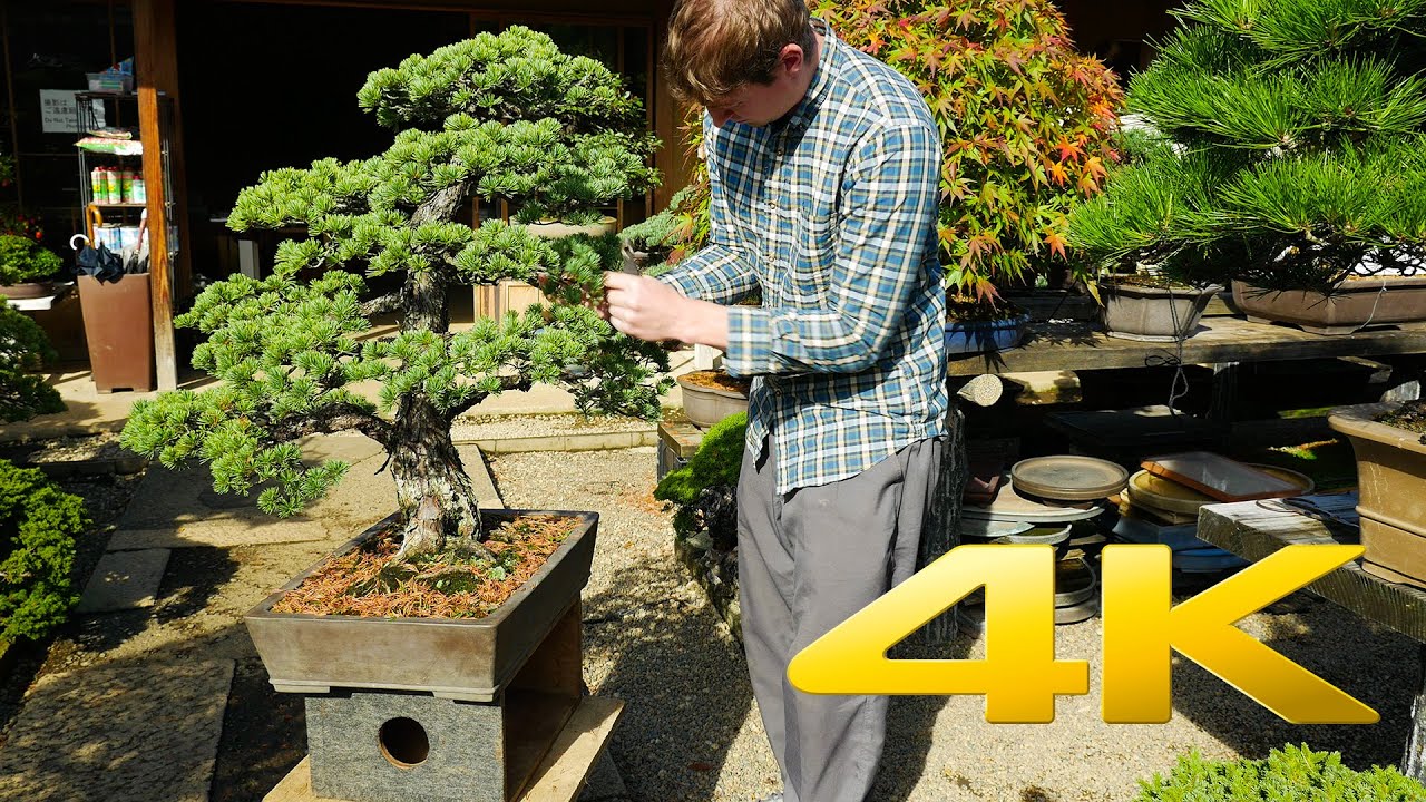 Basic Bonsai Care at Mansei-en