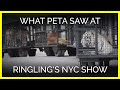 What PETA Saw At Ringling S NYC Show
