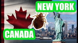 Top Three Solutions for Bed Bugs in CANADA and NEW YORK - Finally