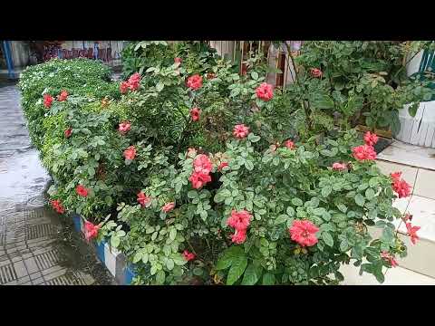 Differents flower at Birth Place of Atisha Dipankara Srijana, Bikkrampur, Munshiganj, Dhaka