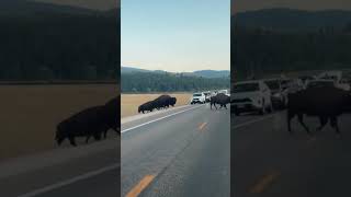The main difference between bison and buffalo? Well, besides the fact that one probably prefers snow
