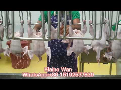 Chicken Evisceration Unit