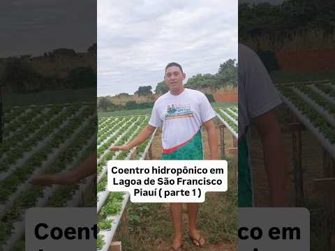 produção de coentro hidropônico no sertão,lagoa de São Francisco Piauí #hidroponia