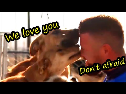 400 Street Dogs Rescued by Former Teacher❤️