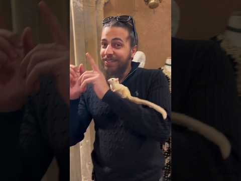 Give away 💥#kabo #parrots #fypシ #اكسبلور #viral #fypシ #youtubeshorts #explore #vip