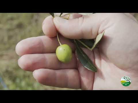 MOSCA DELL'OLIVO   OLIVICOLTURA2030