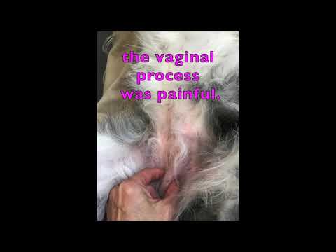Vaginal Process in the Female Dog