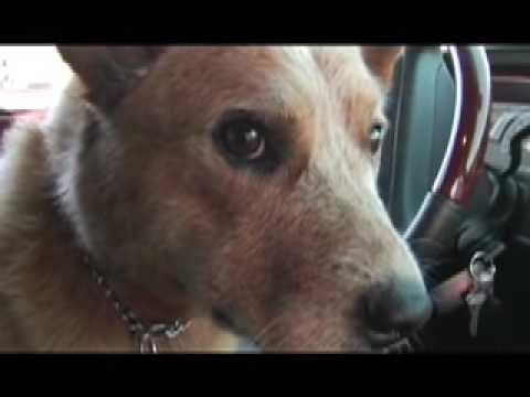 Good Paw Bad Paw 4 Trailer