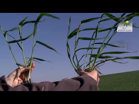 149.Feldexkursion: Maßnahmen nach Frostschäden im Getreide - NU Agrar ,22.04.2020