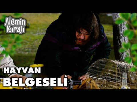 Beşer ve Tapir iş başında - Alemin Kıralı 25. Bölüm