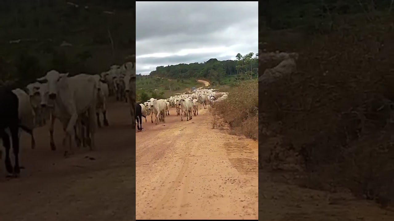boiada cortando estrada no Pará vaca nelore