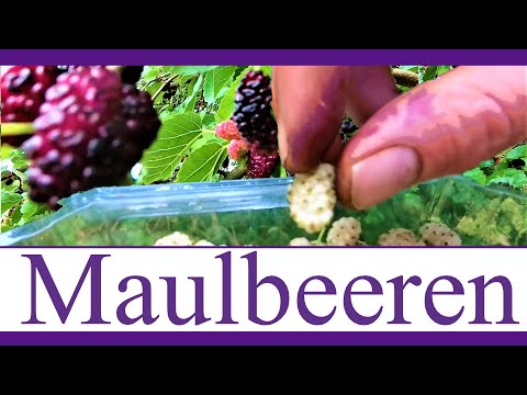 Superfood Maulbeere