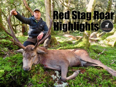 Red Stag Roar, Hunting Highlights