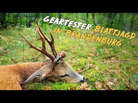 Leaf hunting in the Geartester area