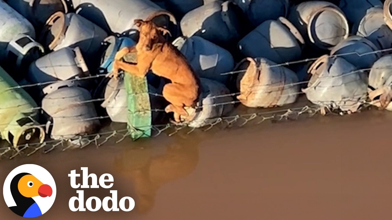 Boat Crew Rescues Stranded Dog On Barber Wire | The Dodo