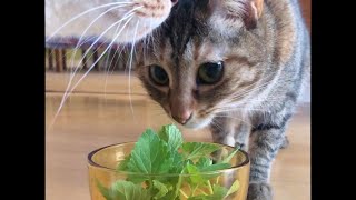 Cat eating catnip キャットニップと猫
