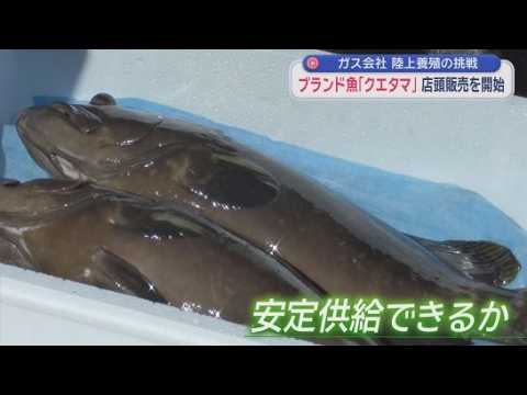 YouTube Video ブランド魚「クエタマ」の店頭販売開始　リーズナブルな価格で楽しんで！　静岡ガスが養殖
