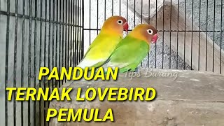 Download lagu Cara Ternak burung Lovebird UNTUK PEMULA yang benar mp3