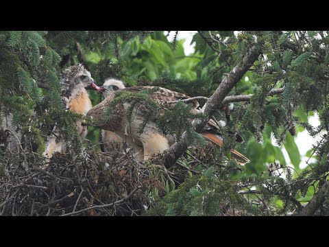 Buteo jamaicensis  RED-TAILED HAWK nest, chicks fed 9068755