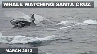 Whale Watching, Santa Cruz, March 2013