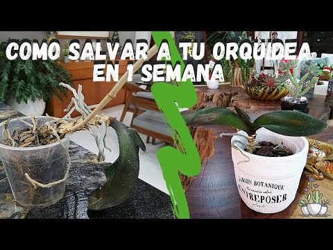 , title : 'Como salvar tu orquidea en 1 semana | Phalaenopsis deshidratada'