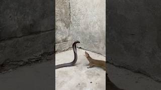 Download lagu Black king Cobra vs mongoose mp3