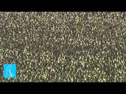 Rat Eradication watermark2