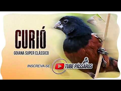 CURIÓ GOIANA SUPER CLÁSSICO COM INTERVALO  (ÓTIMO PARA ENCARTE DE FILHOTE) Tube Pássaros