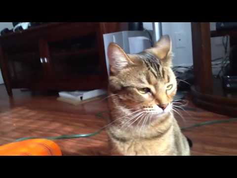 NACHO IS THE HOTTEST CAT!!!🔥🔥🔥🔥🔥🔥