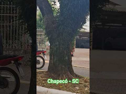 #chapeco #santacatarina #natureza #brazil #shorts #music
