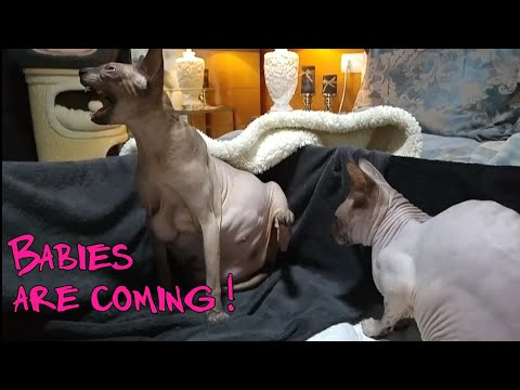 Birth of 6 Cute Baby Kittens 💞Unbelievable Sphynx CATS LOVE