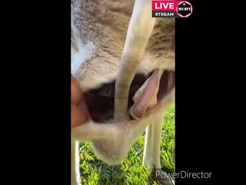 Kangaroo Pouch to feed the young ones