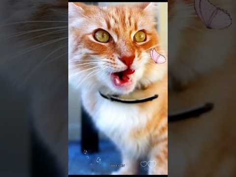 meow meow sound 😻biraler dak😺বিড়ালের ডাক🐈 cat sound😽bhilai dak🐱meong meong😻#catsounds #shorts #meow