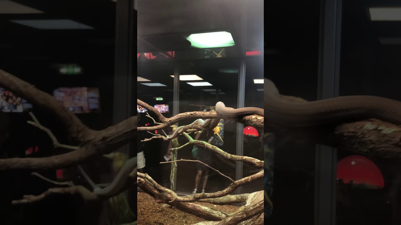 YouTube Short thumbnail